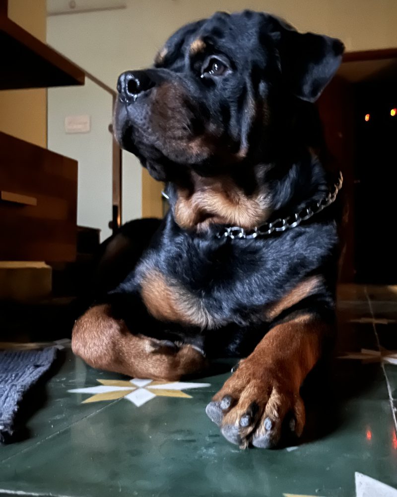 Bairav, a Rottweiler, lying on a tiled floor with his head up, watching over the room